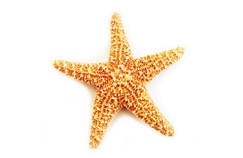 Star Fish, Natural