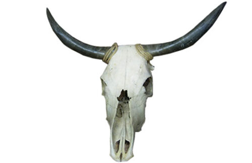 Bull/Cow Skull with Horns