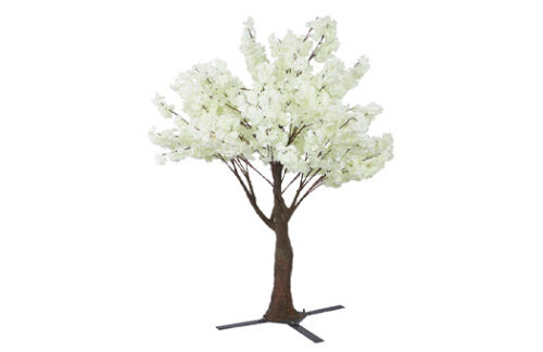 Flowering Cherry Blossom Tree 6ft