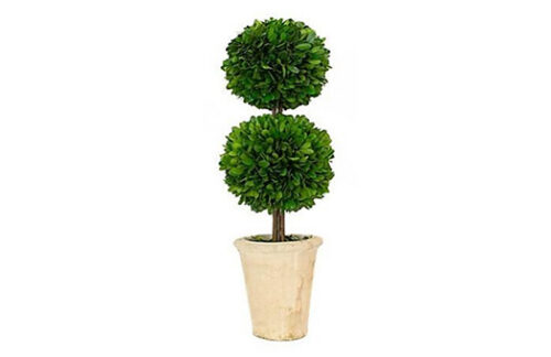 20" Double Ball Topiary, Preserved Boxwood
