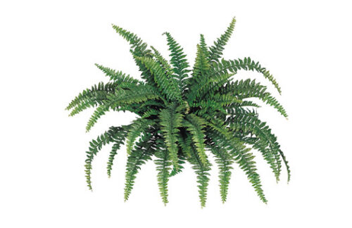 Boston Fern Branch 48"
