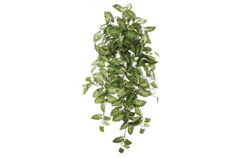 38" Nepthytis Ivy Bush
