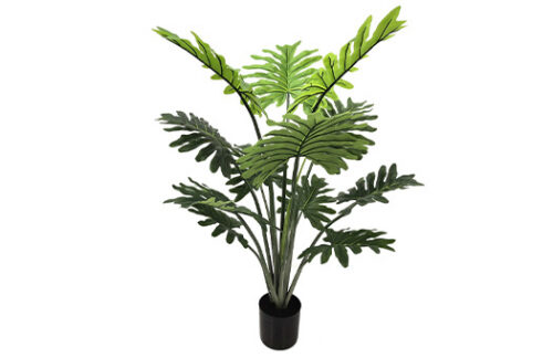 40" Philo Selloum Plant in Black Pot